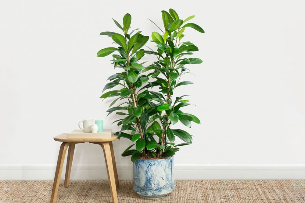 An African fig plant in a blue fractured pot next to a table in a hallway