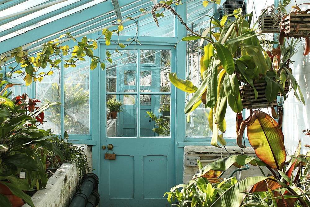Plants growing in pots inside of a diagonally shapped greenhouse. With turquoise coloured doors and window frames separating sections of the hot house.