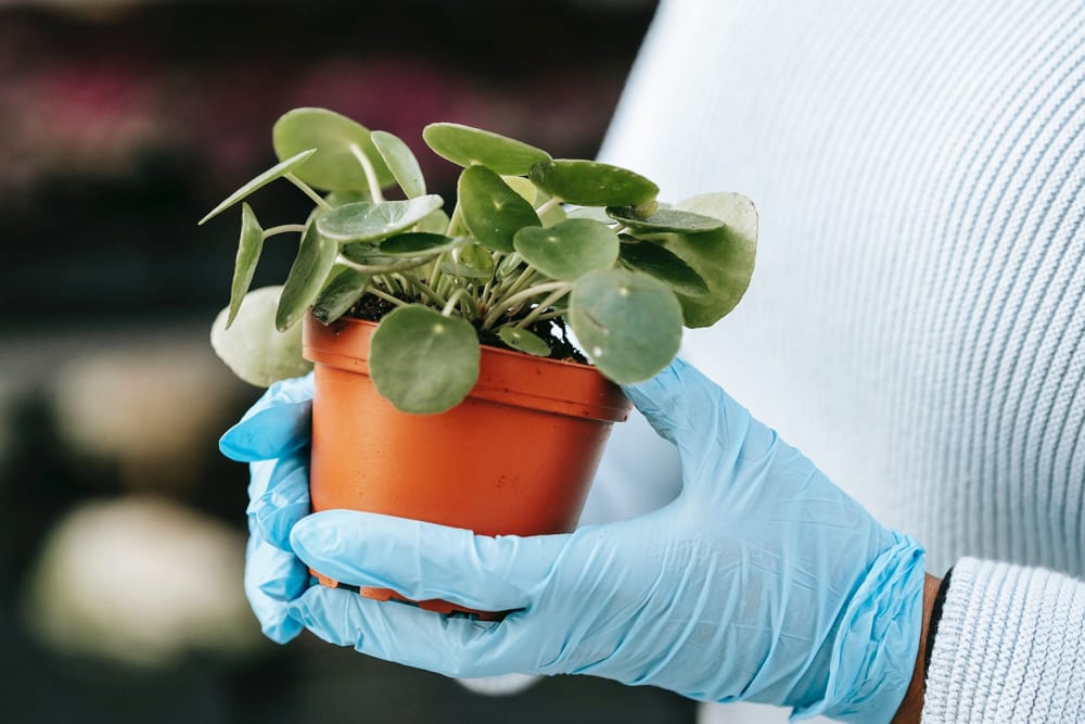 Chinese money plant being held by somebody wearing blue gloves