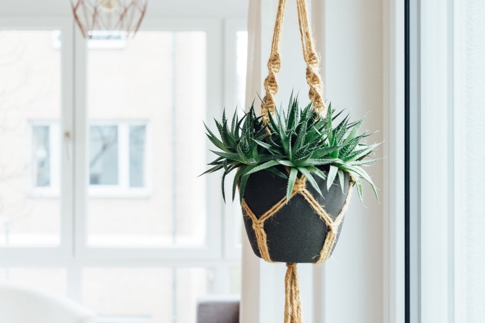A spikey succulent in a clay pot hangs sits in a macrame plant hanger