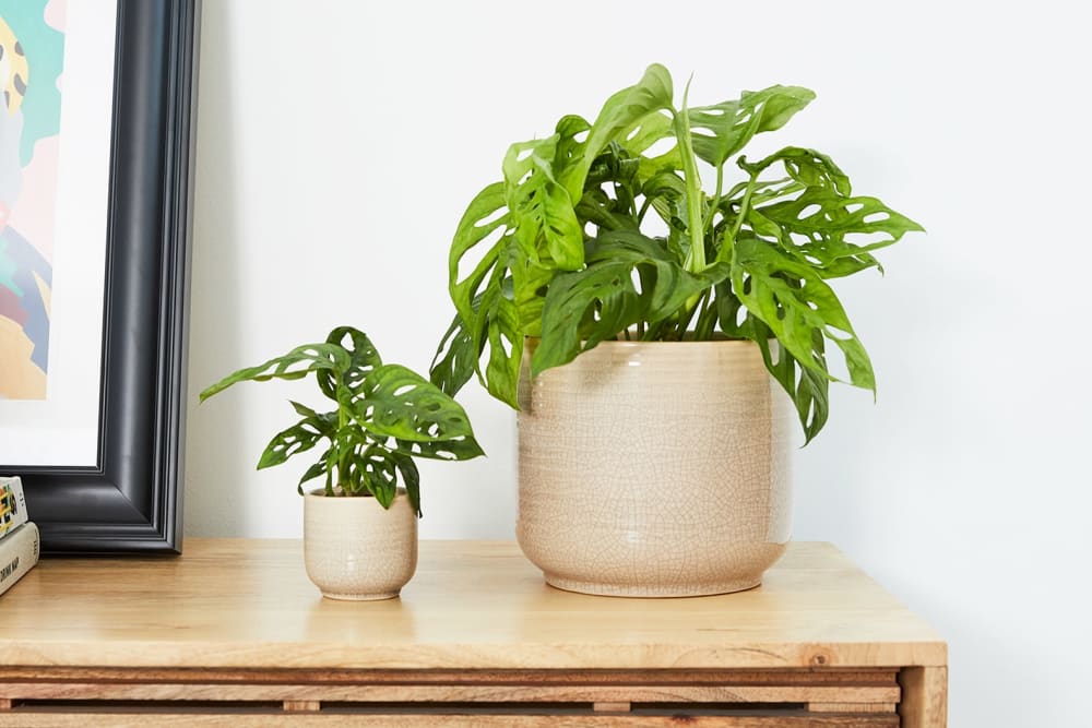 Small and medium monstera adansonii side by side, both in cream ceramic glazed pots on a sideboard