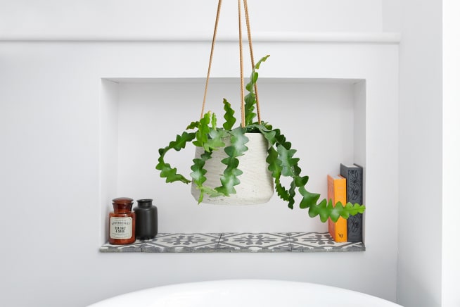ZigZag cactus in a light grey clay hanging pot in the bathroom
