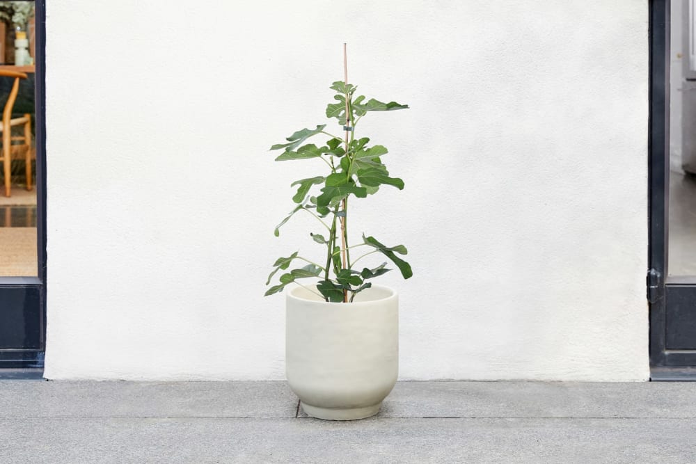 A fig tree in a concrete ridge pot outside on a patio
