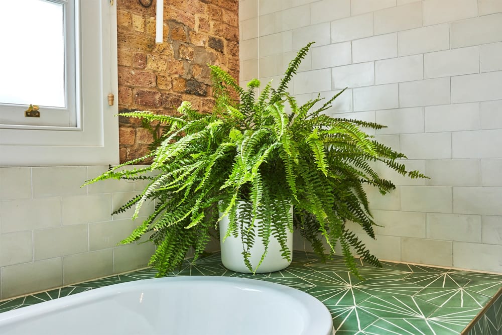 Large Boston Fern in a white plastic pot sitting at the side of a bathtub