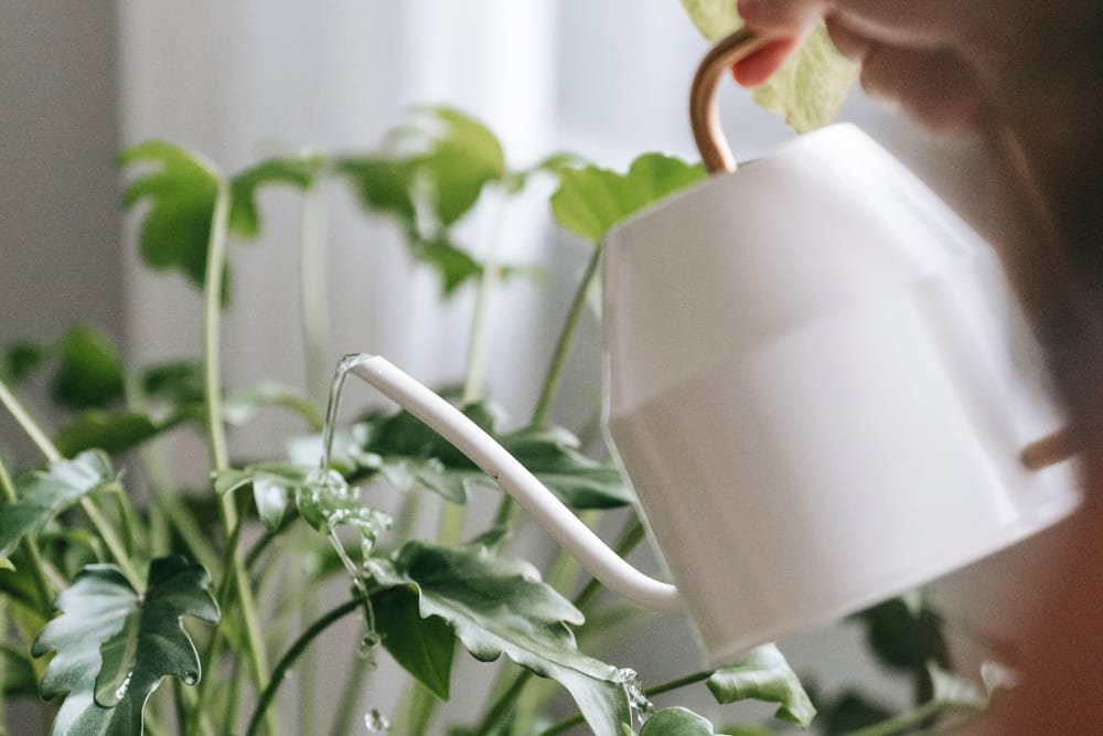 A philodendron being watering with a white watering can