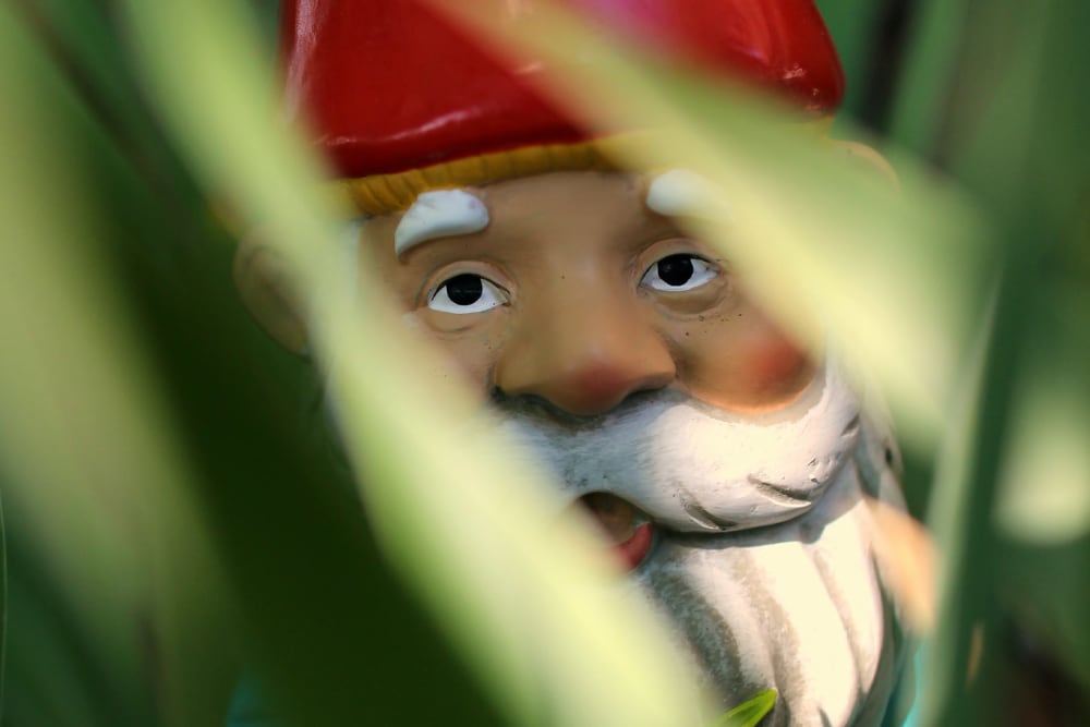 A garden gnome amongst leaves