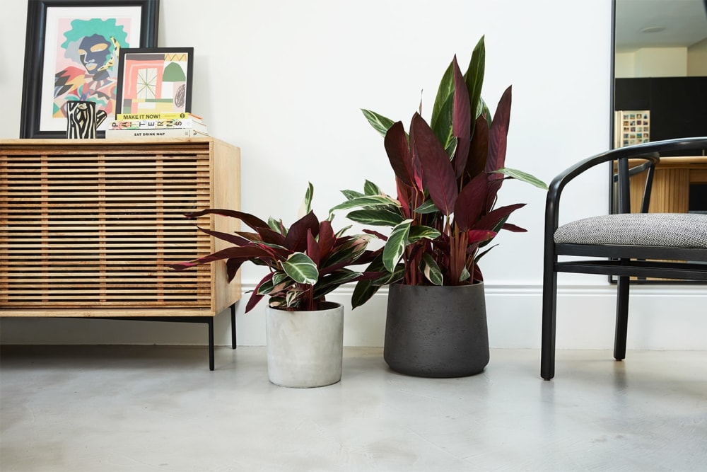 A pair of calathea triostar in clay and concrete pots in a living room