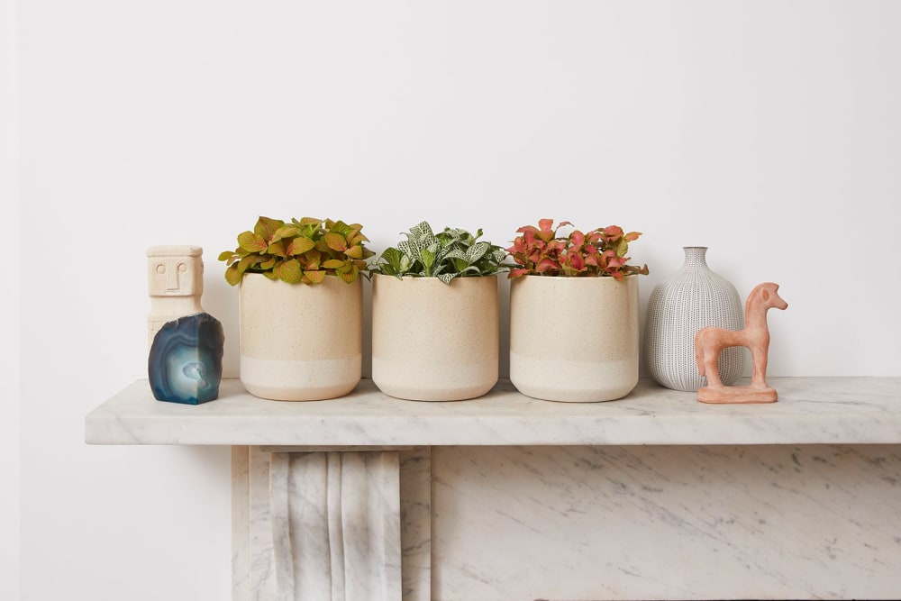 A 'white forest flame' fittonia, a red fittonia and an orange fittonia in cream dipped pots on a mantlepiece in a living room