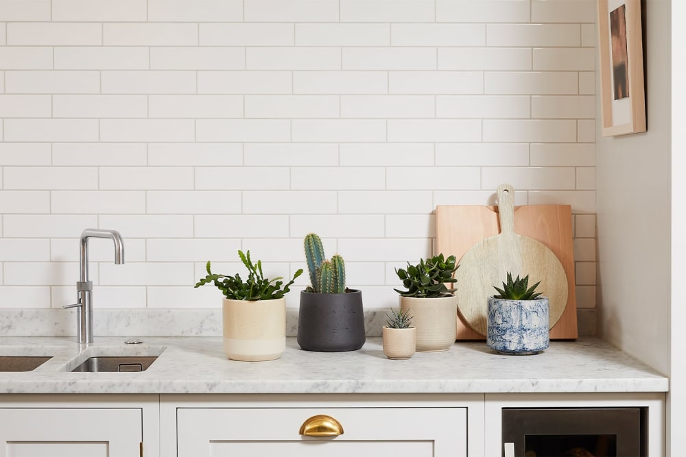A group of cacti and succulents in various decorative pots on a kitchen counter