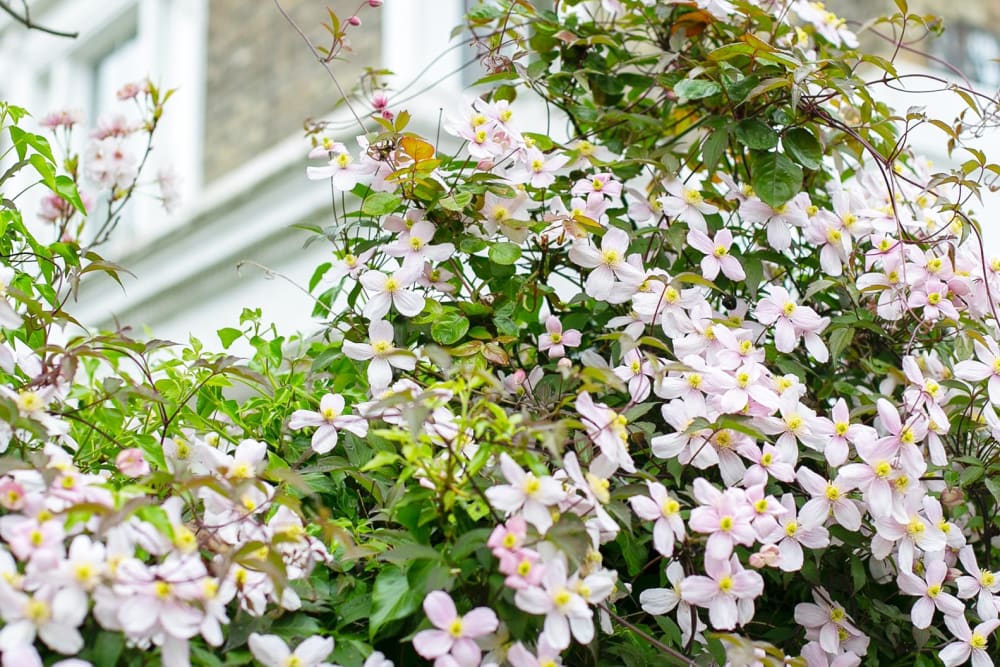 Close-up of a clematis climbing up the side of a house