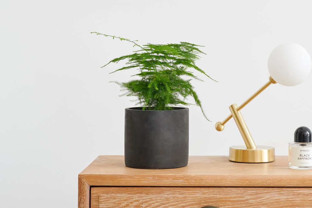 An asparagus fern plant in a black concrete pot on a dressing table in a bedroom