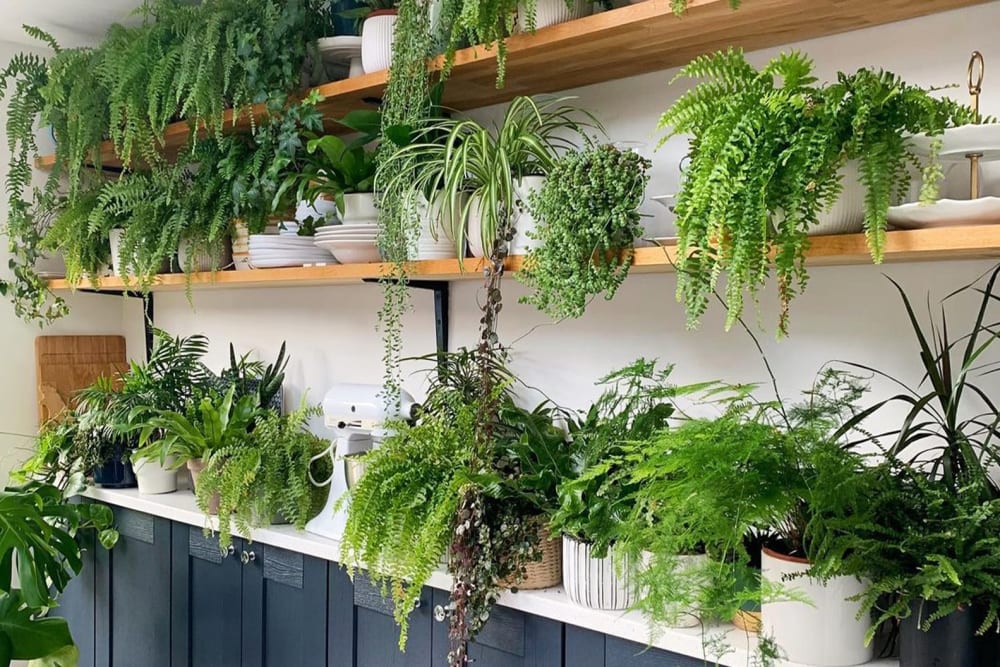 A kitchen worksurface and shelves covered in ferns and spider plants