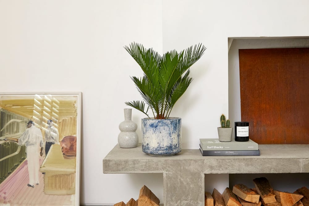 Cycad sago palm in a blue fractured pot next to a modern fireplace in a living room