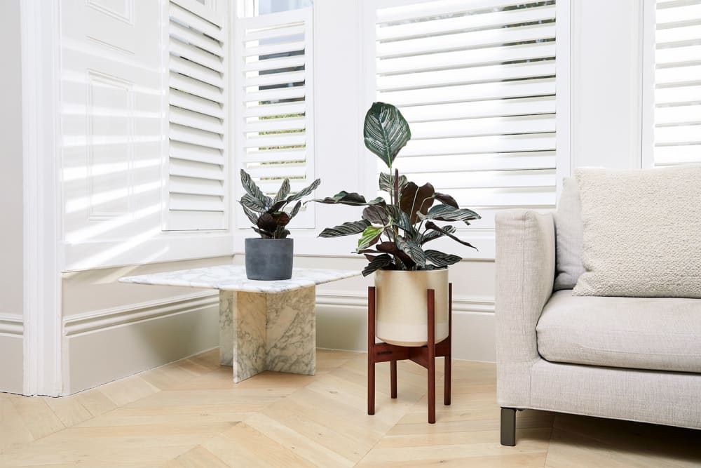 Two calatheas by a window, one in a clay pot on a side table, one in a dipped decorative pot in a plant stand.