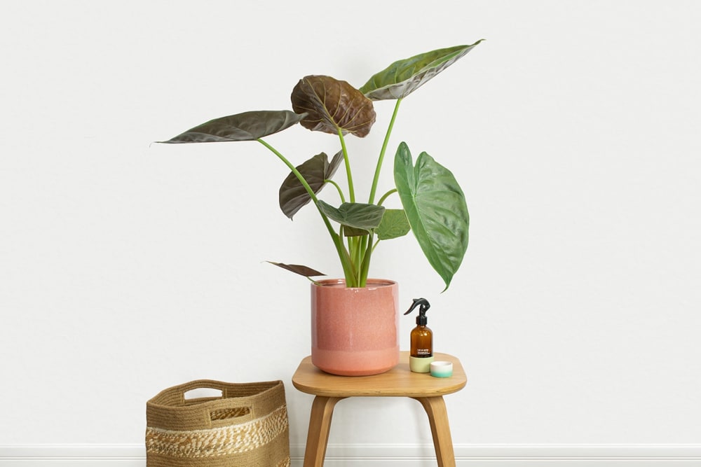 A giant elephant ear plant in a pink dipped pot on a side table in a hallway