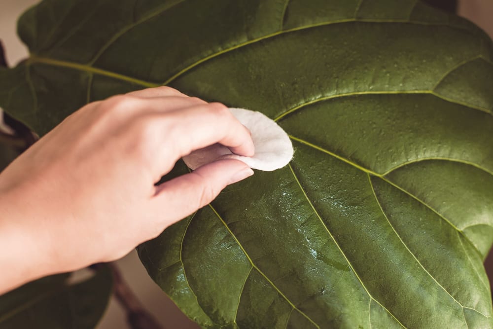 Close up of somebody cleaning a fiddle leaf fig leaf