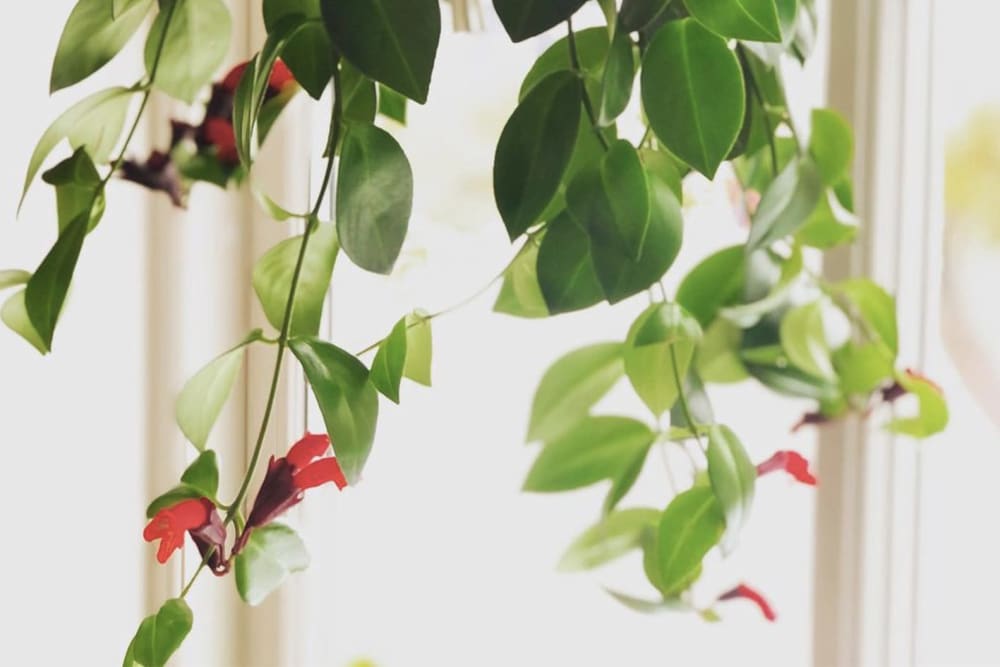 Close-up of a pink and red lipstick plant hanging in a bright window