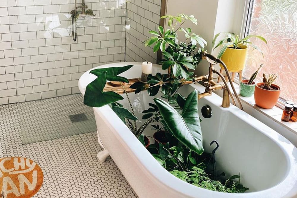 A bathtub filled with alocasia zebrinas, ferns and devil's ivy.