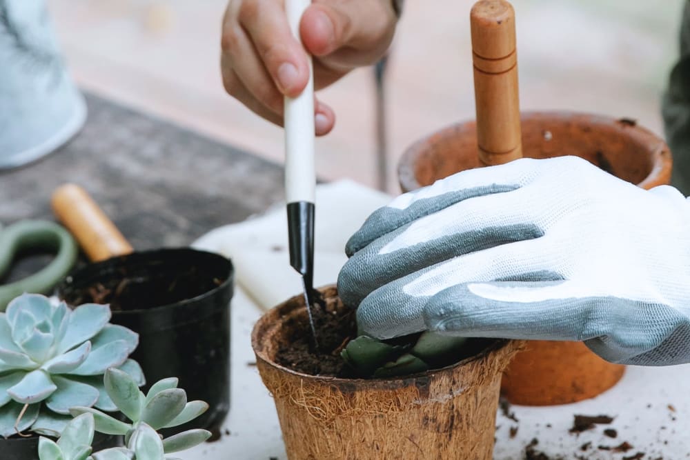 Close up of a person wearing gardening gloves and using a trowel to repot a succulent.