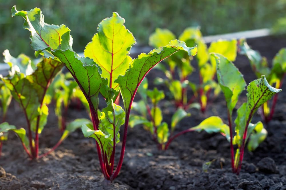 Leaves and stems of beetroot plants in a garden that are almost ready for harvest