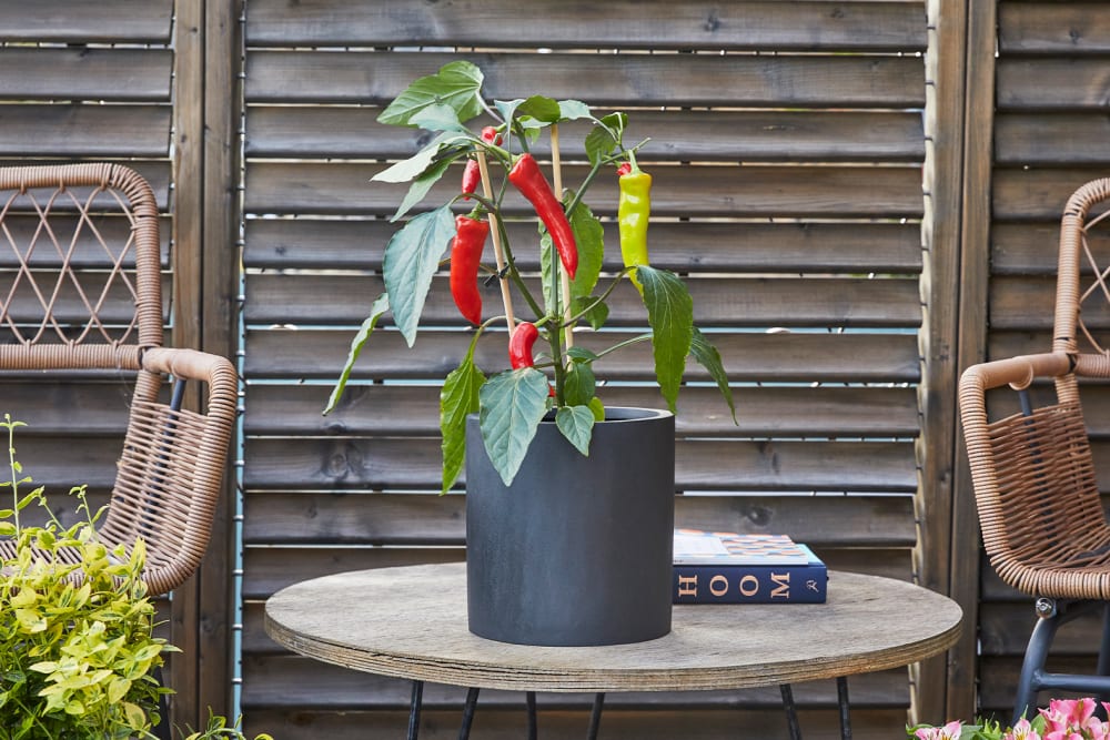 Small chilli plant in a black pot on a side table outside