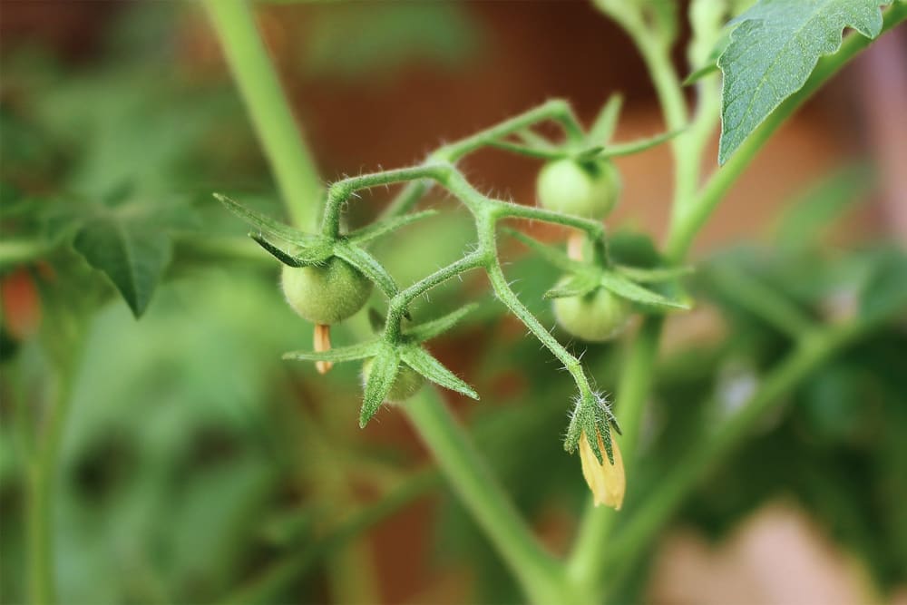 Close-up of small green tomatoes on a vine