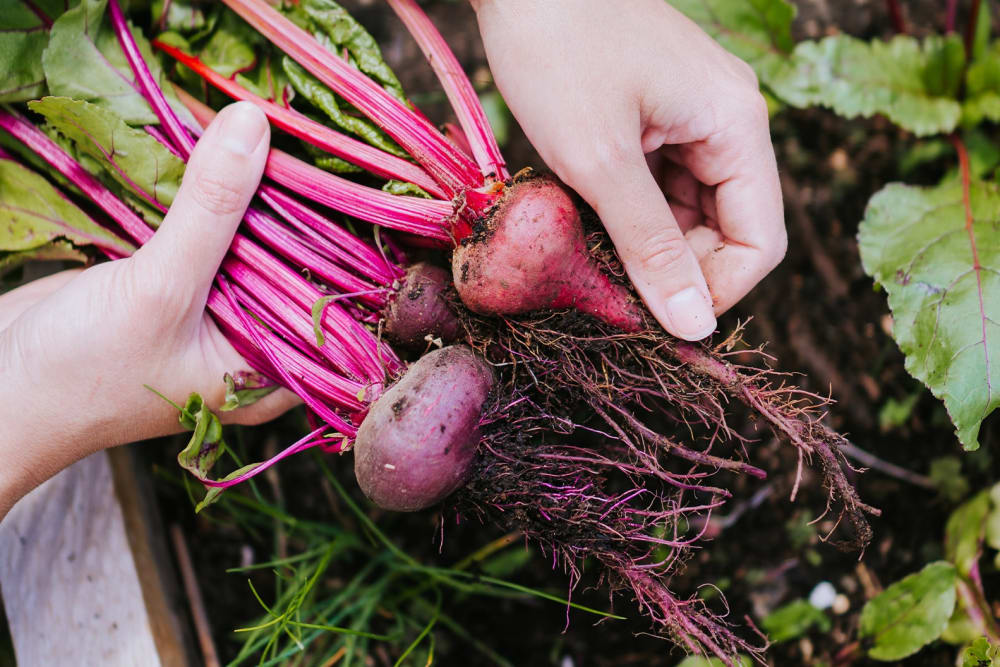 Beetroot that has been harvested from the soil showing the bulb and the root