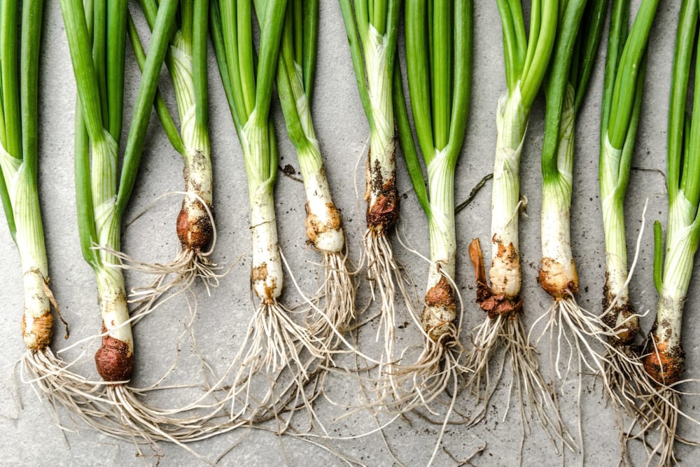 Freshly harvested spring onions with long roots and soil, layed out on a white table
