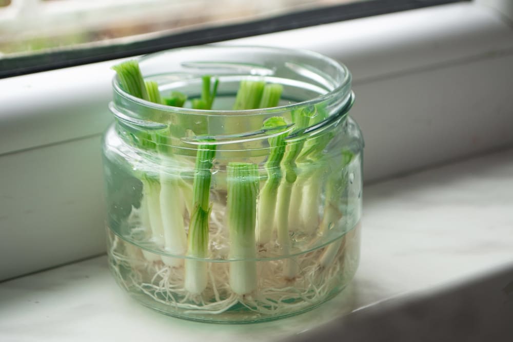 Cut roots of spring onions in a jar of water