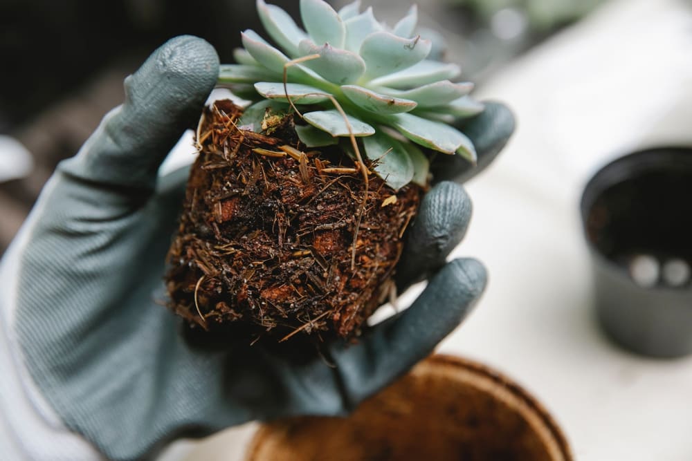 Close-up of person wearing gardening gloves holding a succulent with exposed roots and soil.