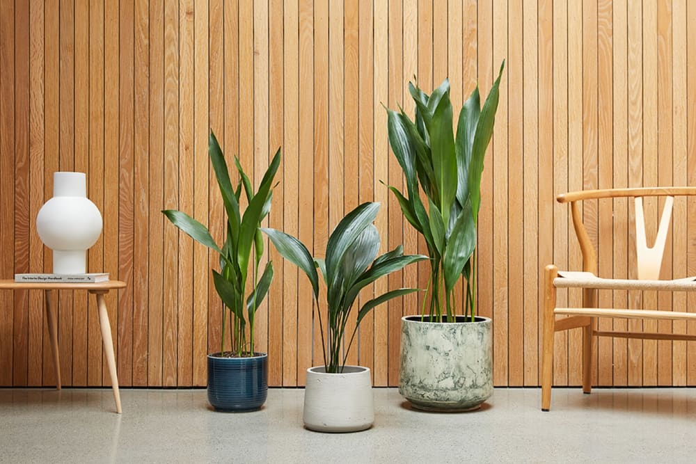Group of aspidistra plants in a hallway