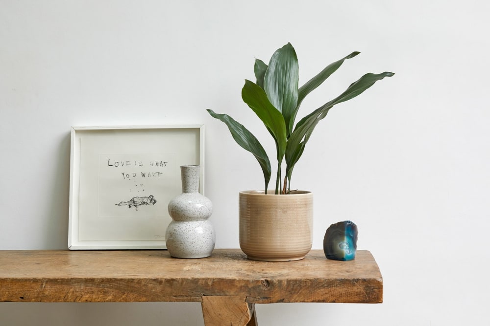 Aspidistra plant in a cream ceramic pot on a table in a hallway