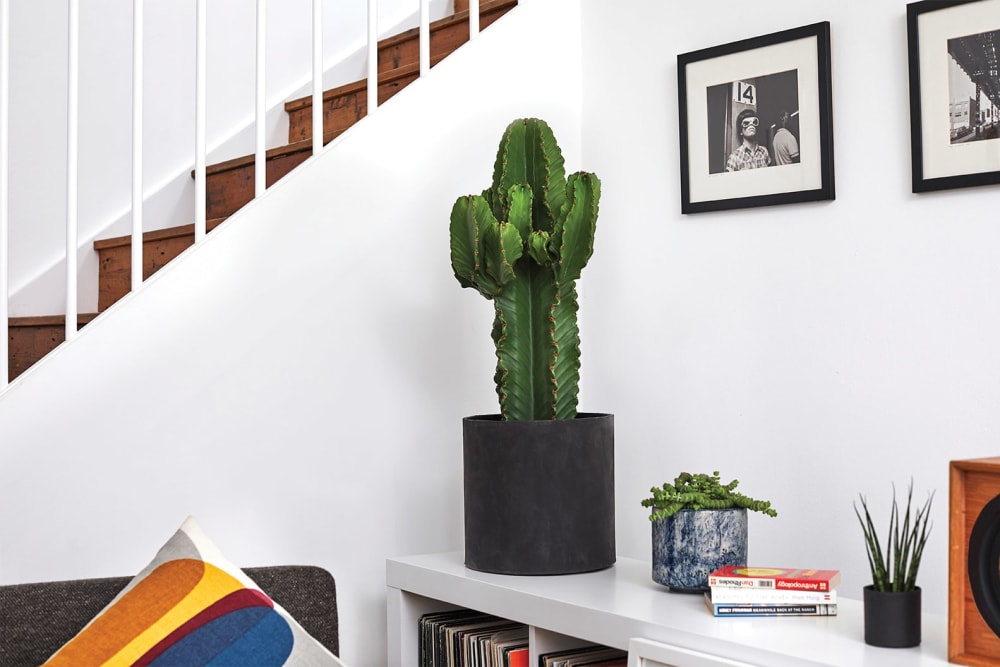 A euphorbia in a black concrete pot on top of a bookcase in a study or home office