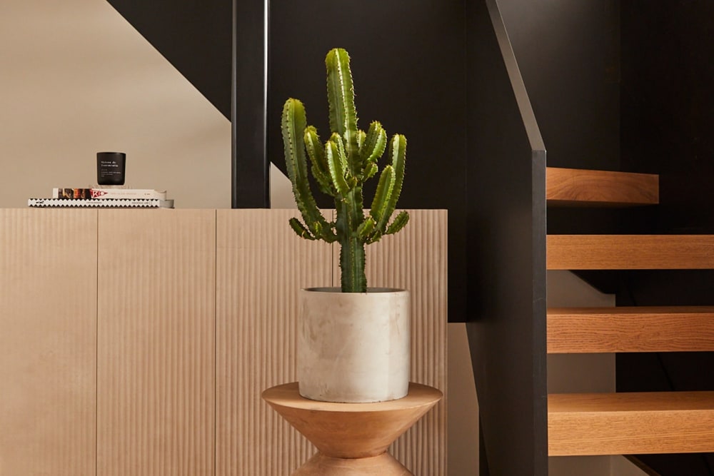 A euphorbia in a grey concrete pot on a side table in a modern hallway next to a staircase
