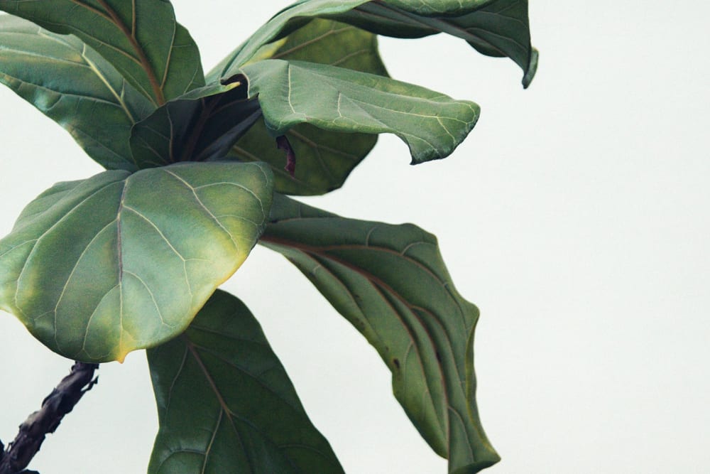 Close-up of a fiddle leaf fig with yellowing leaves.