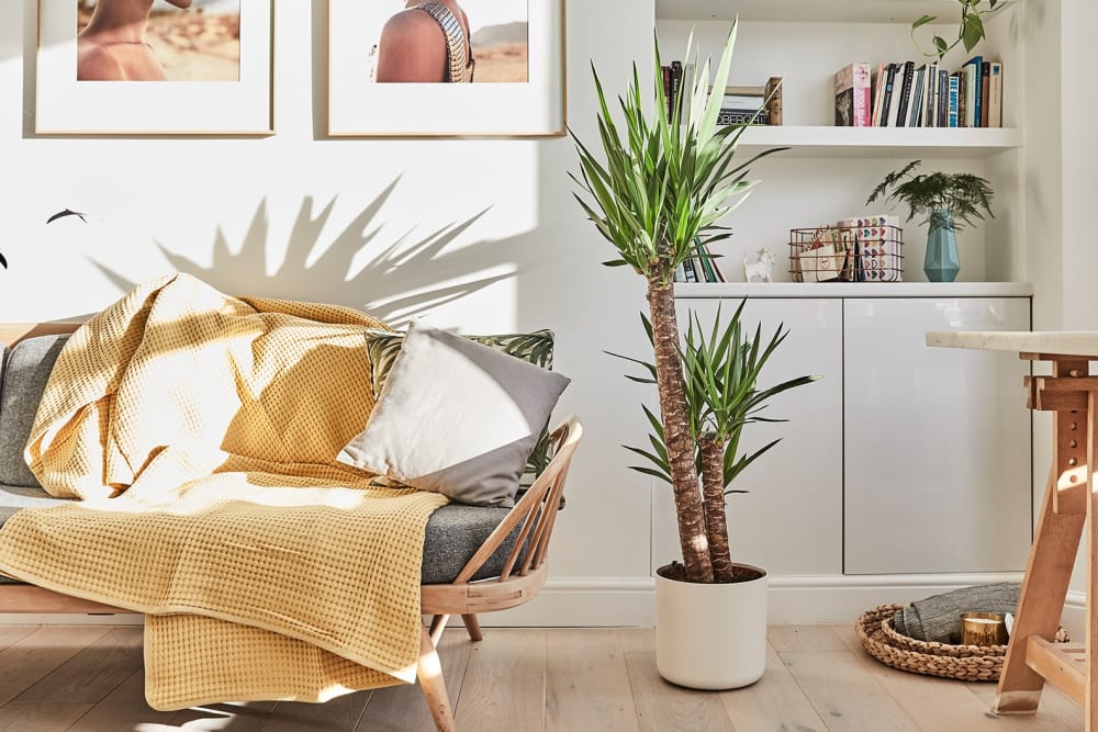 Yucca plant in a white plastic recyclec pot in a living room