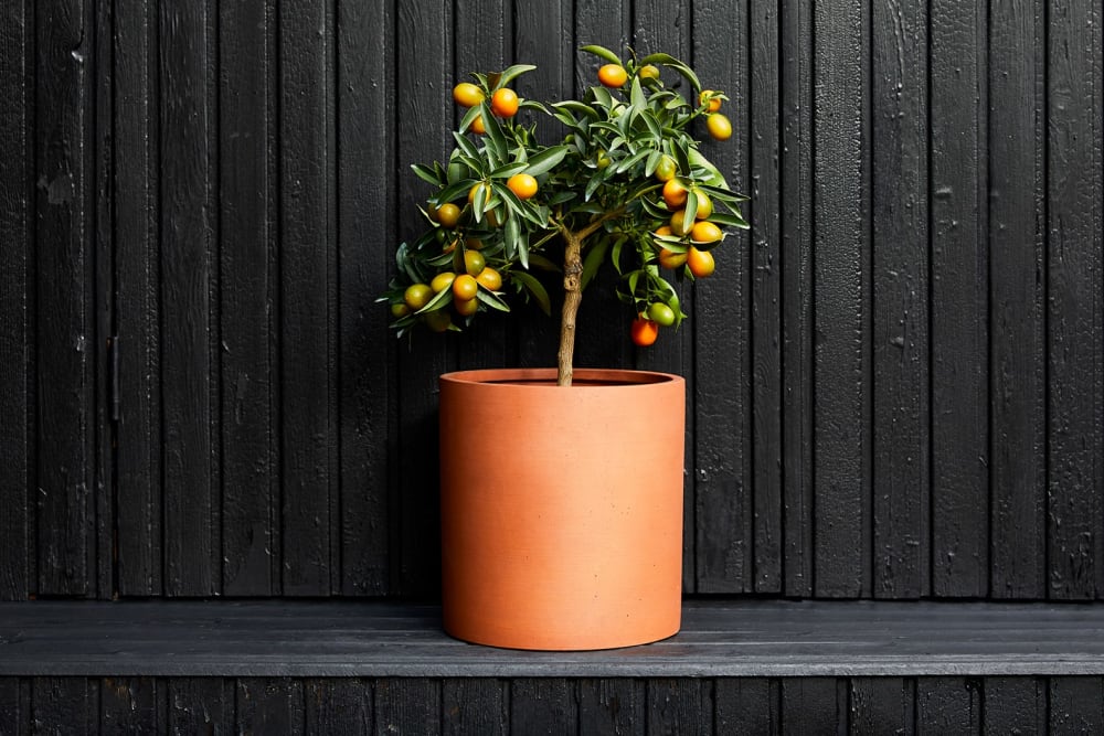 A kumquat tree in a terracotta sandstone cylinder pot, outside against a black wooden fence