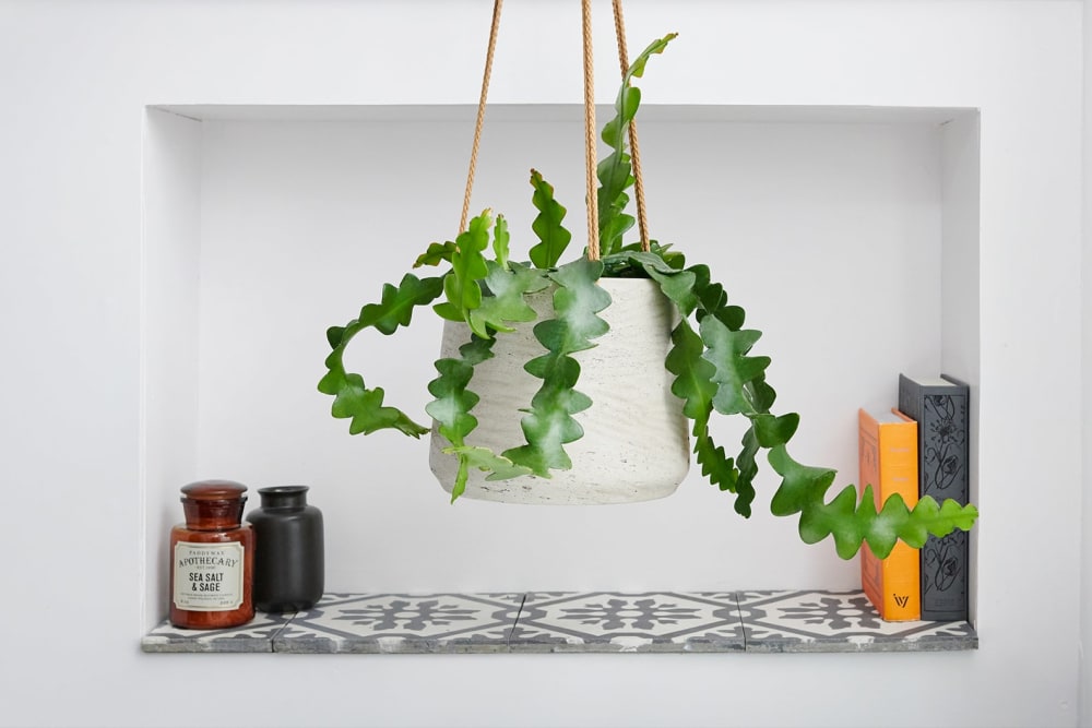 A fishbone cactus in a grey clay hanging pot in a bathroom