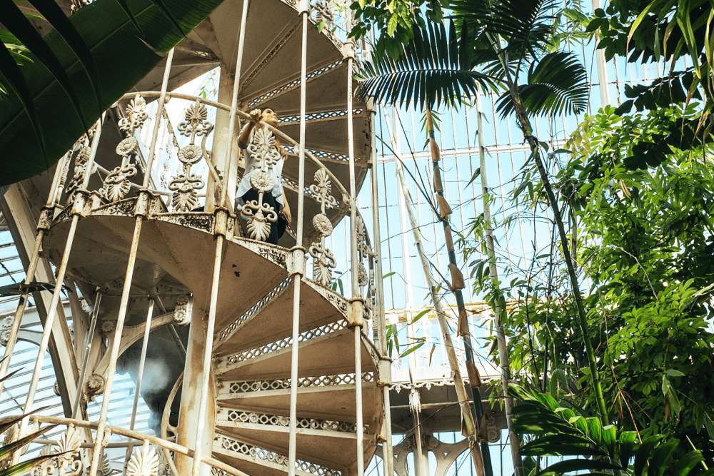 Tall palm trees are growing next to a cream-coloured metal spiral staircase, inside a large old greenhouse