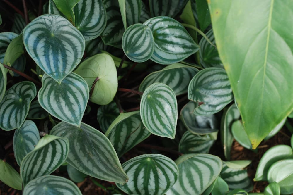 lots of watermelon peperomia leaves
