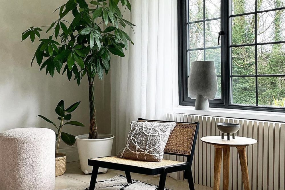 Small rubber plant in a wicker basket next to a larger twisted stem ficus plant in a large white ceramic pot, next to a statement chair in the living room