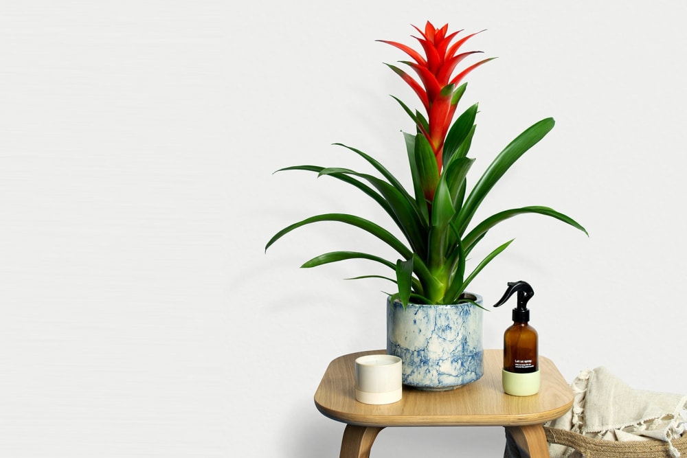 A scarlet star plant in a blue fractured pot on a side table in a hallway