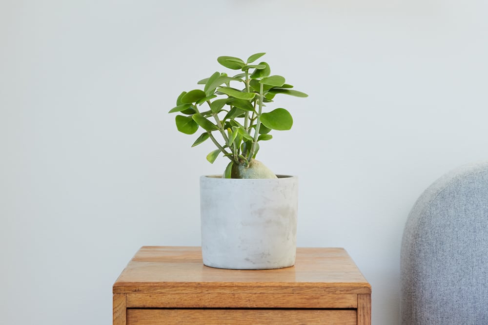 Ant plant in a light grey concrete pot on a bedside table