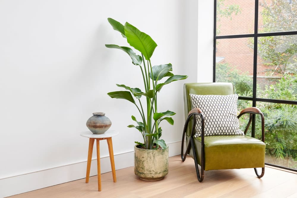 A strelitzia nicolai plant in a green fractured pot in a living room