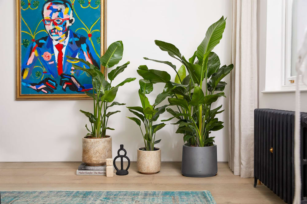 Three strelitzia nicolai plants in decorative pots in a bedroom