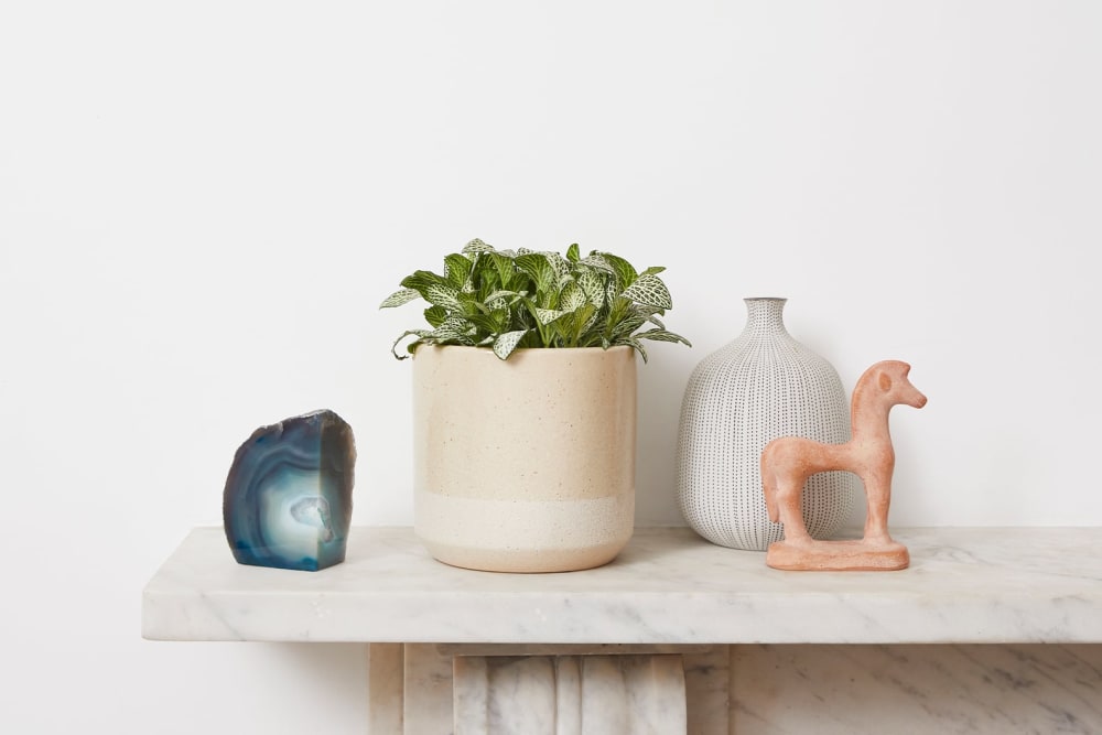 A white forest flame fittonia in a cream dipped pot on a mantlepiece in a living room