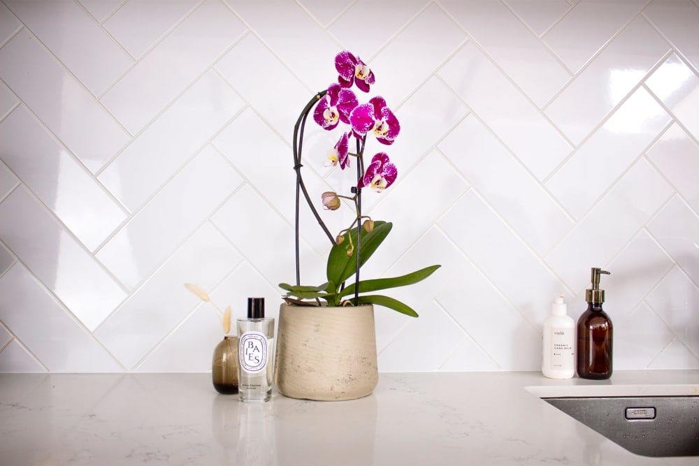 'Purple spotty Niagara' orchid in a grey clay pot in a kitchen