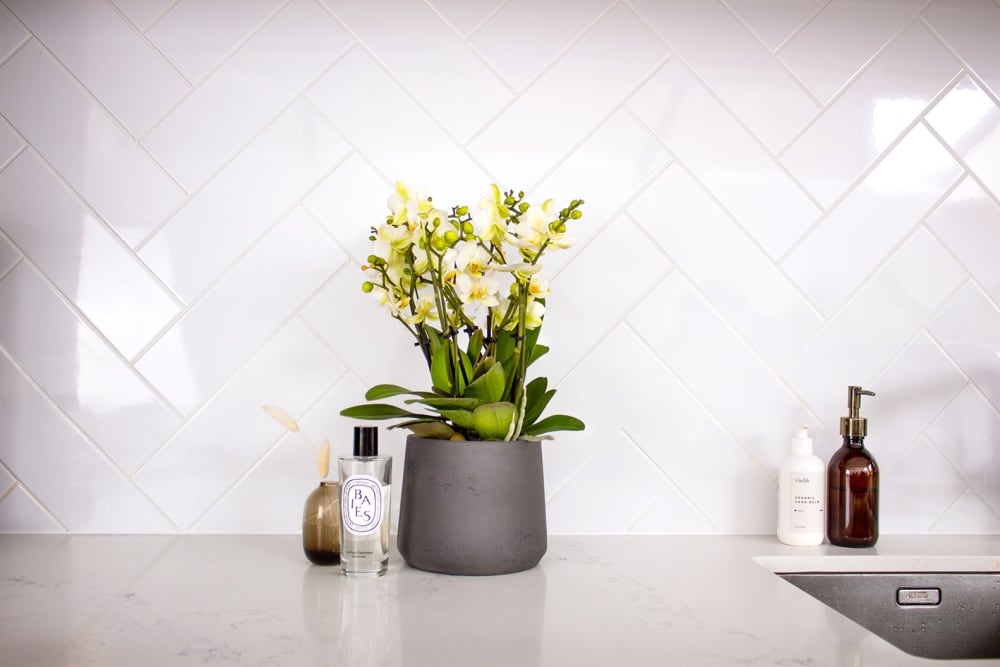 White laussanne orchid in a black clay pot in a kitchen