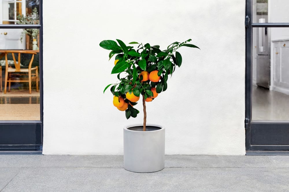 Sweet orange tree in a grey fibrestone pot outside on a patio