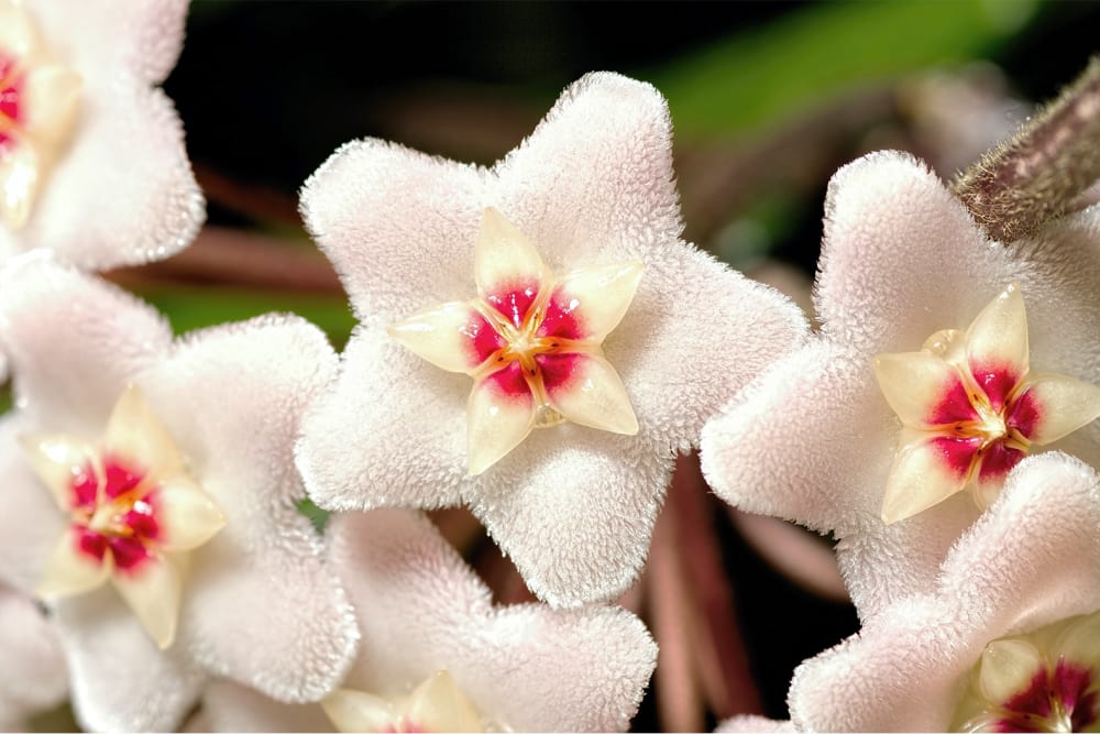Close-up of a flowering hoya
